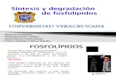 Sntesis y degradacin DE FOSFOLIPIDOS