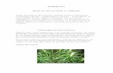 Proyecto Del Cultivo de Marihuana
