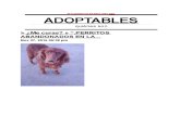 Adoptables boletín - perros / gatos en adopción nov 2010