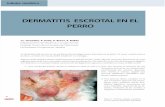 Dermatitis Escrotal en El Perro