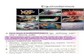 Biologia PPT - Aula 7 - Equinodermos
