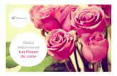 ¿Cómo seleccionar buenas rosas de Ecuador?