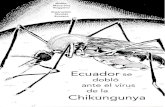 Ecuador se dobló ante el virus de la Chikungunya