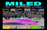 Miled Chihuahua 13 06 16