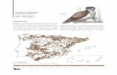 Circaetus gallicus - Culebrera Europea