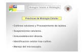 Prácticas de Biología Celular Biología Celular e Histología • Cultivos ...