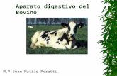 Digestivo de bovino.2