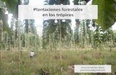 Plantaciones forestales en los trópicos