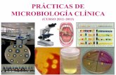 PRÁCTICAS DE MICROBIOLOGÍA CLÍNICA
