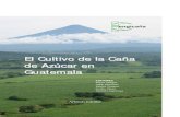 El Cultivo de la Caña de Azúcar en Guatemala