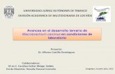 Alfonso Castillo – Macrobrachium
