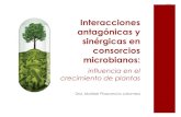 Interacciones antagónicas y sinérgicas en consorcios microbianos ...