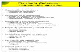 Fisiología Molecular: Contracción muscular