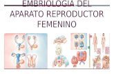 Embriología del aparato reproductor femenino