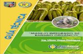 manejo integrado de banano organico