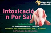 Intoxicación por sal en cerdos