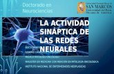 La actividad sináptica de las redes neurales