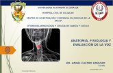 Anatomia y fisiologia laringea
