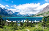 Terrestrial Ecosysytem