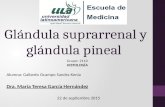 Histología de glandulas Suprarrenal y pineal