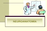 Esquema bsico neuroanatom­a