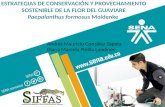 ESTRATEGIAS DE CONSERVACIÓN Y PROVECHAMIENTO  SOSTENIBLE DE LA FLOR DEL GUAVIARE  Paepalanthus formosus Moldenke