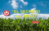 #65 ¡El secreto del maíz!