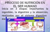 PROCESOS DE NUTRICIÓN EN EL SER HUMANO. Lic Javier Cucaita
