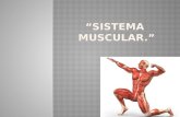 3. sistema muscular