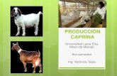 produccion de carne de cabra