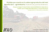 Pérdidas pos-cosecha en la cadena agroproductiva del maíz amarillo duro – agroindustria. Estudio de caso, provincia de Barranca.