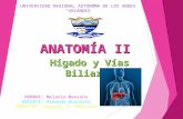 Anatomía del Higado y Vias biliares