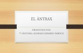 El ántrax diapositivas
