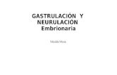 Gastrulación  y  neurulación embrionaria