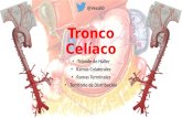 Anatomía - Tronco celíaco (Triangulos, Colaterales y Terminales)