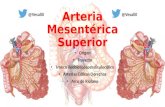 Anatomía - Arteria mesentérica superior
