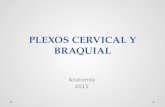 Práctico plexos cervical y braquial
