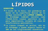 Teo 10. digestion de lipidos