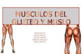 Musculos del gluteo y muslo