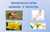 Diferencias y semejanzas en la reproducción animal y vegetal