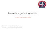 Gametogénesis, espermatogenesis y ovogenesis