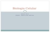 Biologia celular aula 6- Prof. Amilcar Sousa