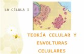 Tema 5 teoría celular y envolturas celulares