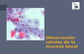 Práctica 3 Observación de células