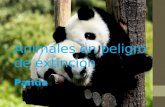 Animales en peligro de extinción   (panda)