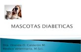 Mascotas diabeticas
