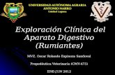 Exploración Clínica del Aparato Digestivo (Rumiantes)