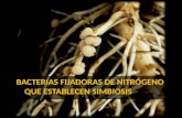 Bacterias simbióticas fijadoras de Nitrógeno