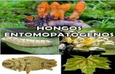 Ya libro hongos entomopatogenos