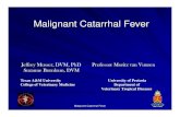 Malignant Catarrhal Fever.pdf